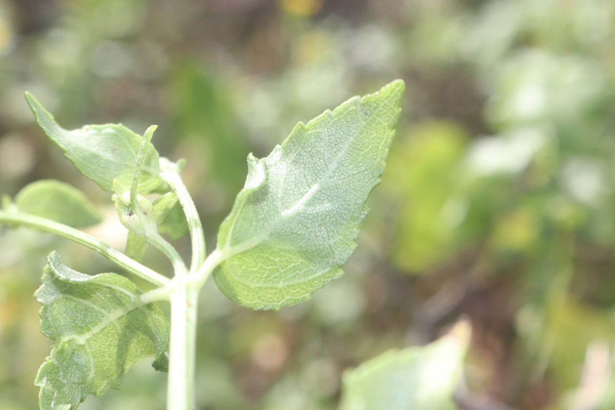 Wollastonia biflora (L.) DC.